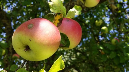 Apple Tree - Gaspoltshofen - Austria