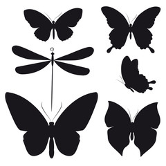 black butterfly, isolated on a white