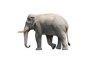 Asian male elephant isolated on white background