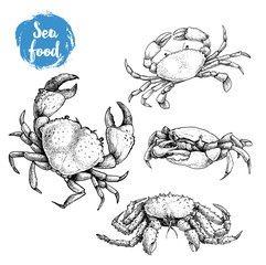 Crab sketch set. Hand drawn collection of seafood. Vector illustrations of different crabs.