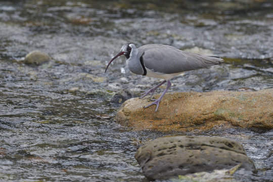 Ibisbill bird fishing in a river