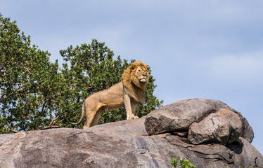 Obraz premium Duży samiec lwa na dużej skale. Park Narodowy Serengeti. Tanzania. Doskonała ilustracja.