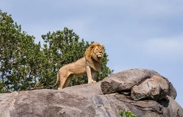 Poster Lion Big male lion on a big rock. Serengeti National Park. Tanzania. An excellent illustration.
