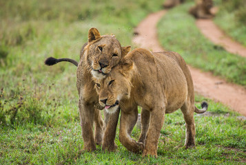 Fototapeta na wymiar Two lioness goes on savannah. Serengeti National Park. Tanzania. An excellent illustration.