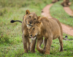 Obraz na płótnie Canvas Two lioness goes on savannah. Serengeti National Park. Tanzania. An excellent illustration.