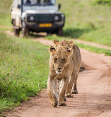 Lionesses walk along the road against the backdrop of a car with tourists. Africa. Tanzania. Serengeti National Park.