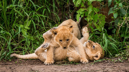 Two lion cubs play each other in the Serengeti National Park. Africa. Tanzania. Serengeti National Park. © gudkovandrey