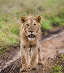 Lioness walk along the road. Africa in the Serengeti National Park. Tanzania. Serengeti National Park.