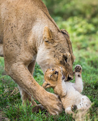 Lioness with cubs in the Serengeti National Park. Africa. Tanzania. Serengeti National Park.