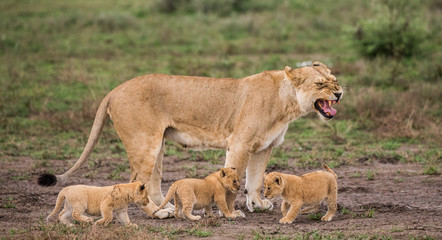 Naklejka na ściany i meble Lioness with cubs in the Serengeti National Park. Africa. Tanzania. Serengeti National Park.