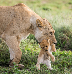 Naklejka na ściany i meble Lioness with cubs in the Serengeti National Park. Africa. Tanzania. Serengeti National Park.
