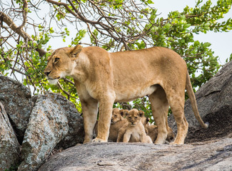 Lioness with cubs in the Serengeti National Park. Africa. Tanzania. Serengeti National Park.