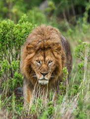 Portrait of the big male lion in the grass. Serengeti National Park. Tanzania. An excellent illustration.