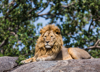 Fototapeta premium Big male lion on a big rock. Serengeti National Park. Tanzania. An excellent illustration.