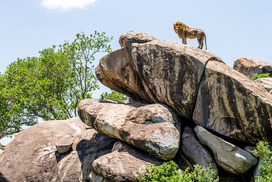 Big male lion on a big rock. Serengeti National Park. Tanzania. An excellent illustration.