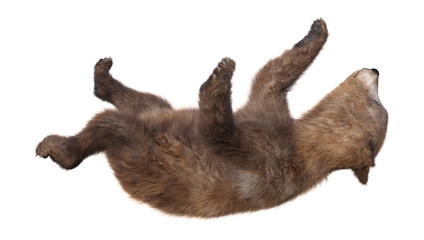 3D Rendering Brown Bear Cub on White © photosvac