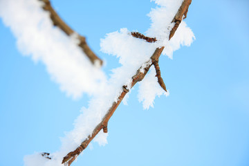 Macro mode. On the branches lies fluffy snow.