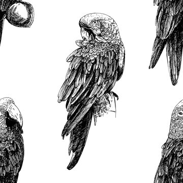 Seamless pattern of hand drawn sketch style Ara parrots. Vector illustration isolated on white background.