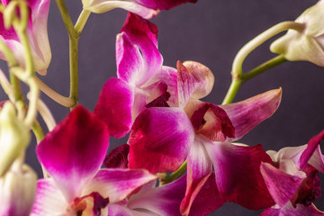 Fototapeta na wymiar Purple orchid flower on dark gray background; indoors.