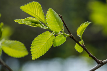 Green leaves on a tree