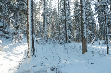 Light and shadows in a Snowy landscape in Sweden