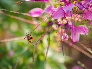 closeup bee flying near flower