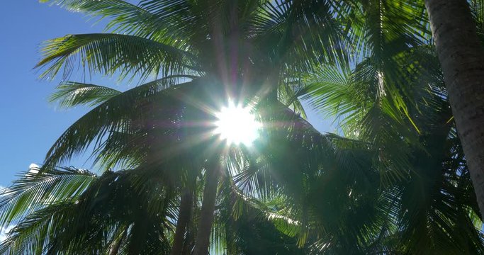 Beautiful Palms In Backlight, Native Version