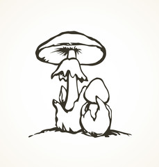 Poisonous fungus. Vector drawing