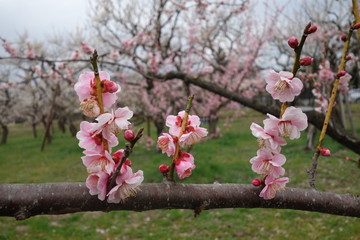 梅の花