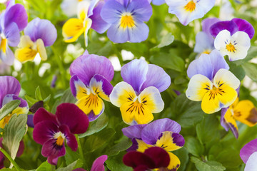 beautiful pansy summer flowers in garden