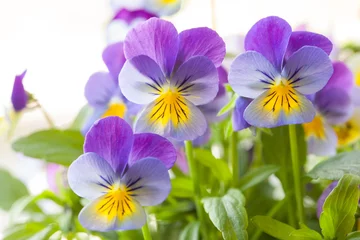 Photo sur Plexiglas Pansies belles fleurs d& 39 été de pensée dans le jardin