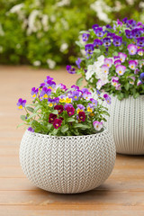 beautiful pansy summer flowers in flowerpots in garden