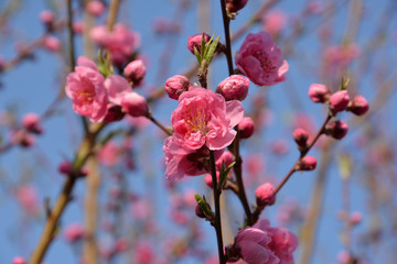 Peach blossoms