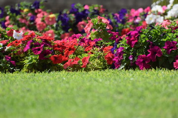 spring flower Cyprus