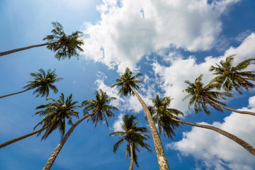 Fototapeta na wymiar Coconut palm tree