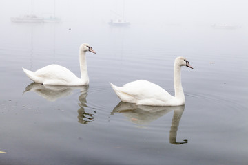 Fototapeta premium Swans
