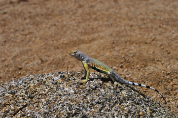 Zebraschwanzleguan in der Wüste