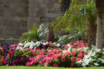 spring flower Cyprus