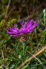 Purple flower blooming