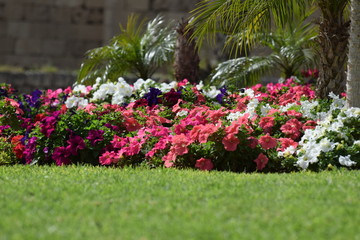 Fototapeta na wymiar spring flower Cyprus