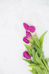 Closeup top view of fresh pink tulips laying on snow outdoors on snowy frosty winter day. Beautiful spring composition. Flatlay vertical color photography with copyspace.