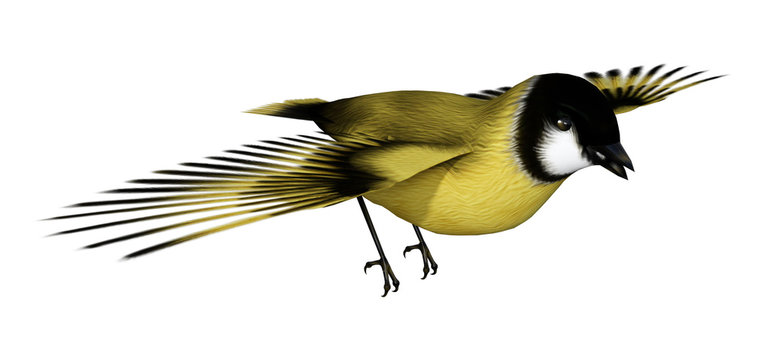 3D Rendering Songbird Goldflinch on White