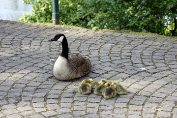 kanadagans mit küken