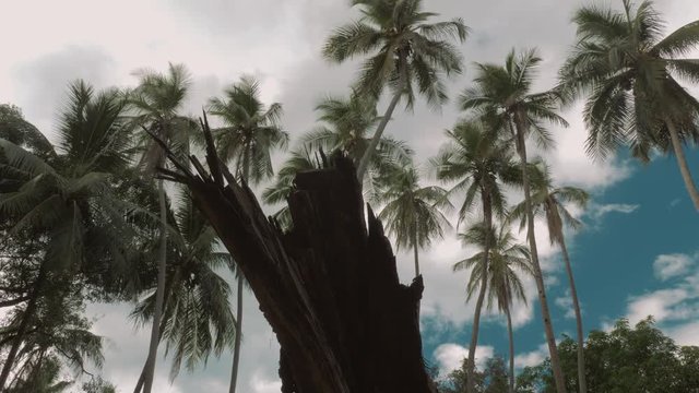Beautiful Palms in Costa Rica, Graded Version
