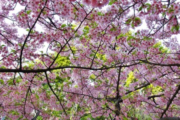 Japan Sakura cherry blossom Kawazu-zakura 日本 河津桜