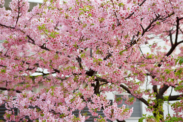 Japan Sakura cherry blossom Kawazu-zakura 日本 河津桜