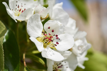 White pear tree blossoms. Closeup of beautiful white flowers with red stamens, petals. Macro. Texture. Detail.