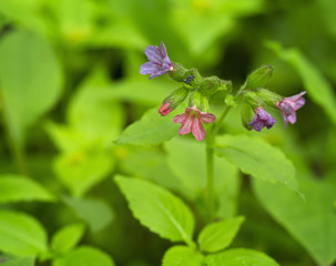 Flowering pulmonaria officinalis