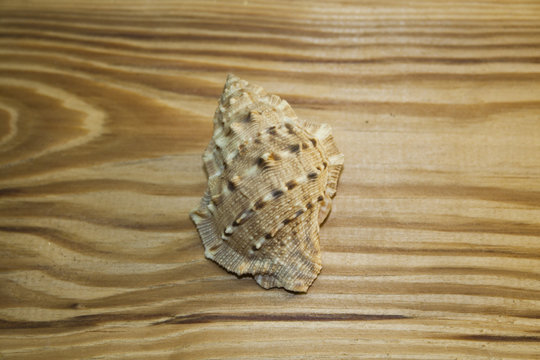 shell isolated on a wooden background
