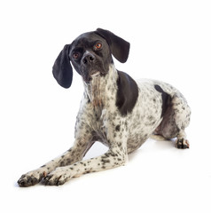 Black and white hunting dog